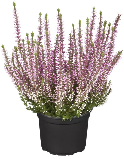 Calluna vulgaris Gardengirls® rosa