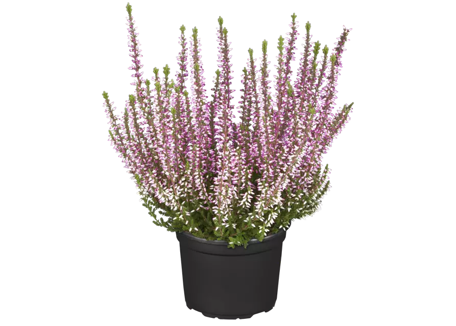 Calluna vulgaris Gardengirls® rosa