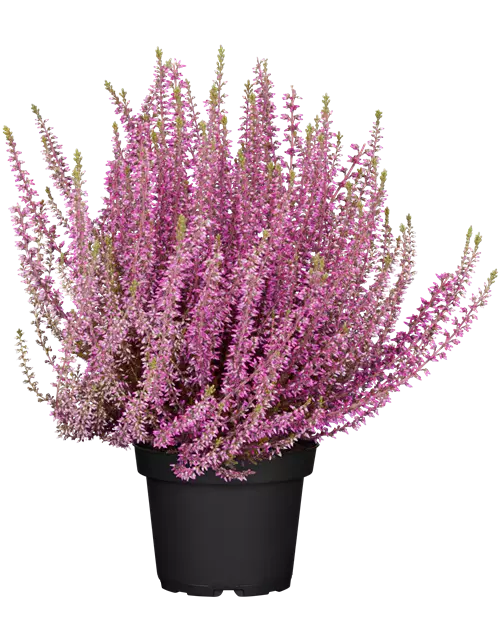 Calluna vulgaris Gardengirls® rosa