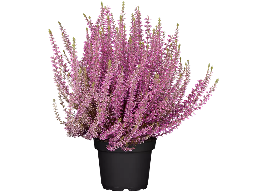 Calluna vulgaris Gardengirls® rosa