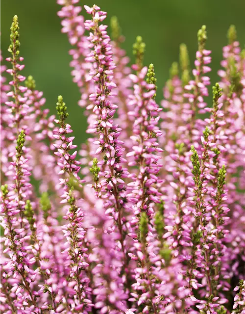 Calluna vulgaris Gardengirls® rosa