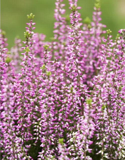 Calluna vulgaris Gardengirls® rosa