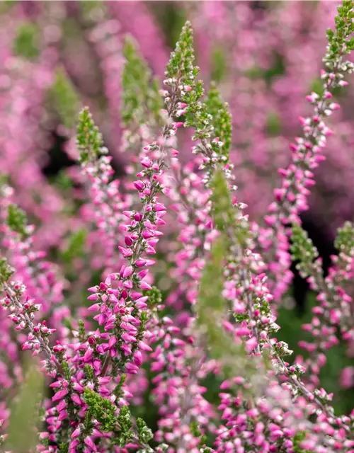 Calluna vulgaris Gardengirls® rosa