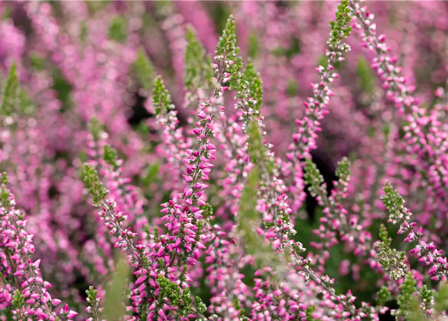 Calluna vulgaris Gardengirls® rosa