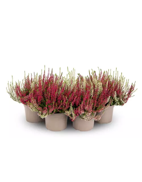 Calluna vulgaris Gardengirls® 'Twingirls'® rot-weiß