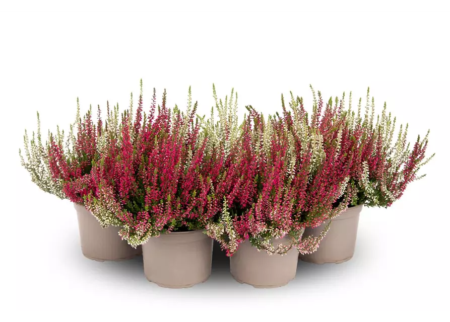 Calluna vulgaris Gardengirls® 'Twingirls'® rot-weiß