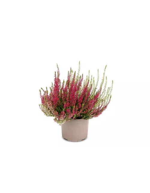 Calluna vulgaris Gardengirls® 'Twingirls'® rot-weiß