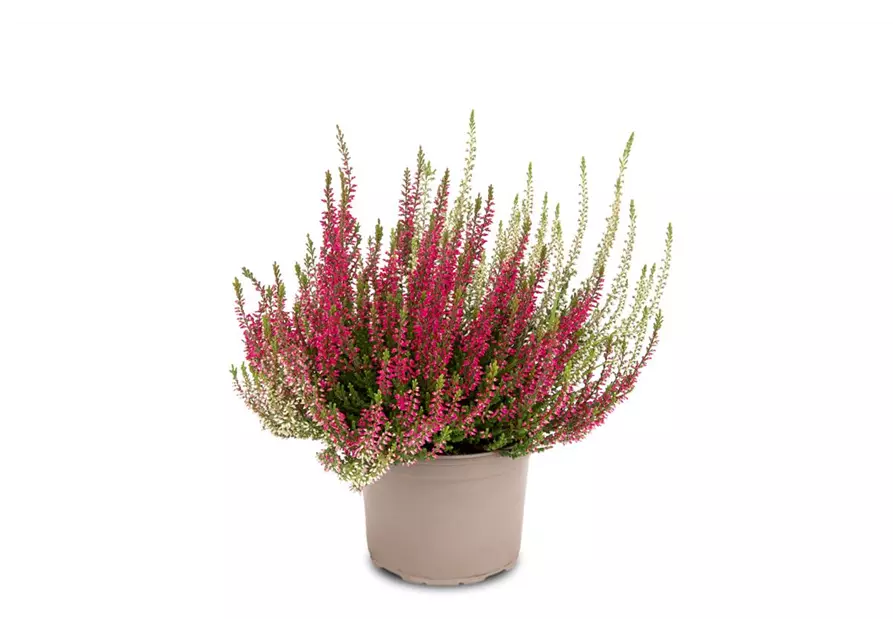 Calluna vulgaris Gardengirls® 'Twingirls'® rot-weiß