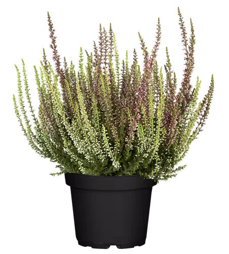 Calluna vulgaris Gardengirls® 'Twingirls'® rot-weiß