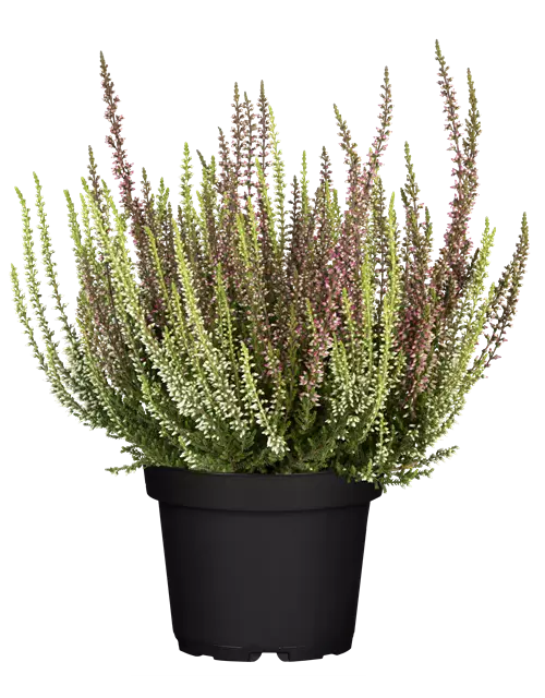 Calluna vulgaris Gardengirls® 'Twingirls'® rot-weiß