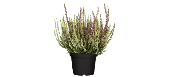 Calluna vulgaris Gardengirls® 'Twingirls'® rot-weiß