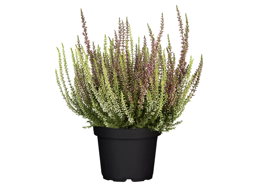 Calluna vulgaris Gardengirls® 'Twingirls'® rot-weiß