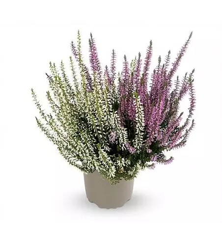 Calluna vulgaris Gardengirls® 'Twingirls'® lila-weiß