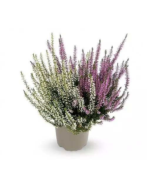 Calluna vulgaris Gardengirls® 'Twingirls'® lila-weiß