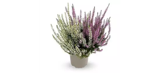 Calluna vulgaris Gardengirls® 'Twingirls'® lila-weiß