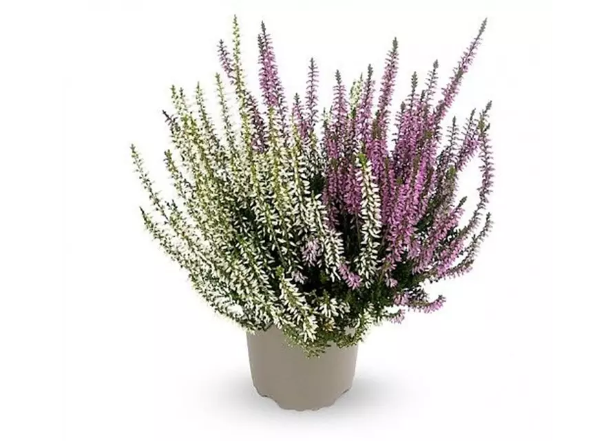 Calluna vulgaris Gardengirls® 'Twingirls'® lila-weiß