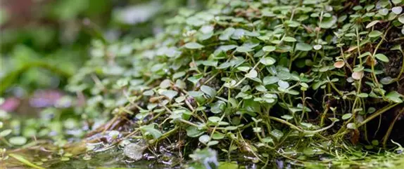 Beliebte Wasserpflanzen für einen naturnahen Teich im Garten