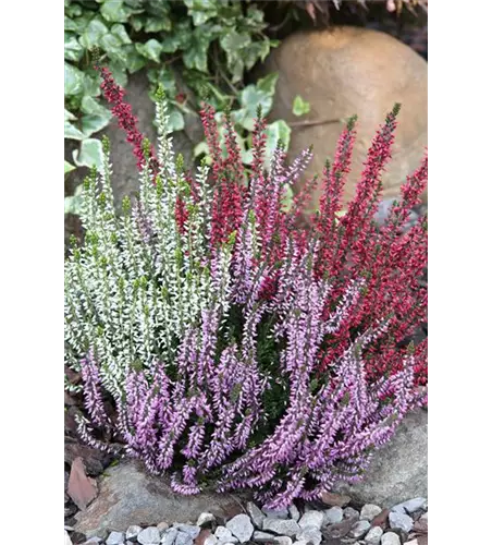 Calluna vulgaris Gardengirls® 'Trio Girls'® rot-weiß-lila