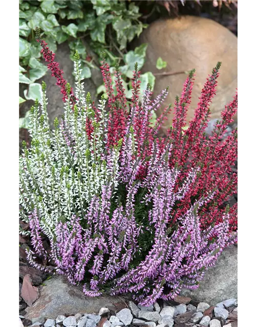 Calluna vulgaris Gardengirls® 'Trio Girls'® rot-weiß-lila