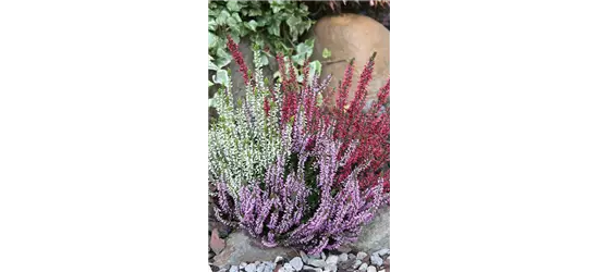 Calluna vulgaris Gardengirls® 'Trio Girls'® rot-weiß-lila