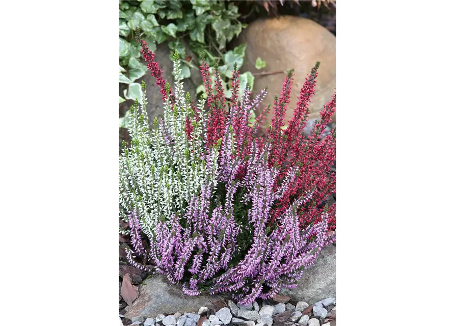 Calluna vulgaris Gardengirls® 'Trio Girls'® rot-weiß-lila