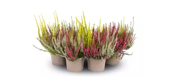 Calluna vulgaris Gardengirls® 'Trio-Girls'® rot-weiß-gelb