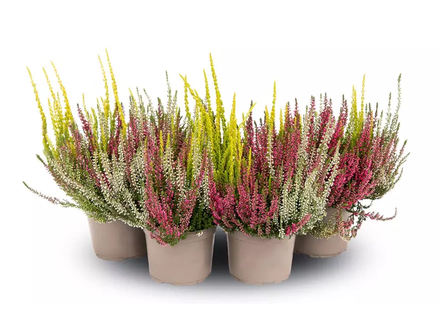 Calluna vulgaris Gardengirls® 'Trio-Girls'® rot-weiß-gelb