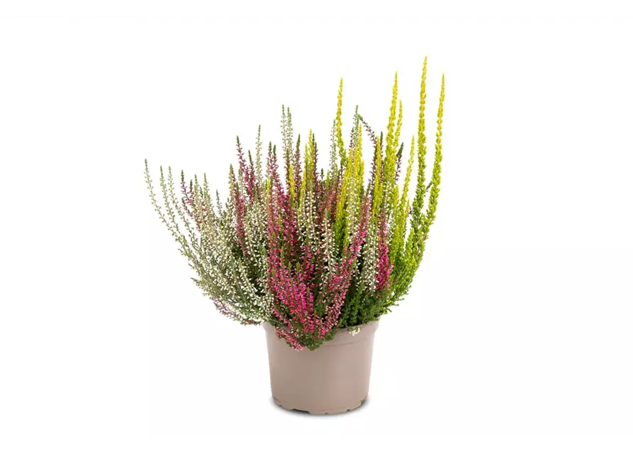 Calluna vulgaris Gardengirls® 'Trio-Girls'® rot-weiß-gelb