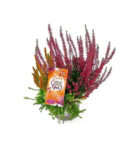 Calluna vulgaris Gardengirls® Up Down Girls® Burning