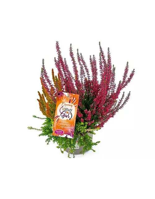 Calluna vulgaris Gardengirls® Up Down Girls® Burning