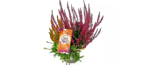 Calluna vulgaris Gardengirls® Up Down Girls® Burning