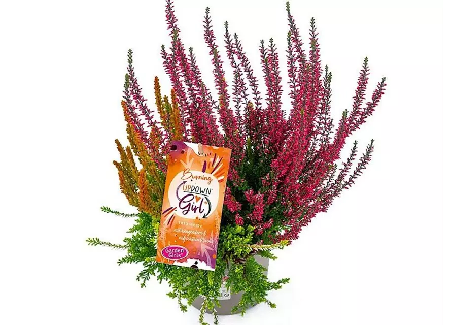 Calluna vulgaris Gardengirls® Up Down Girls® Burning