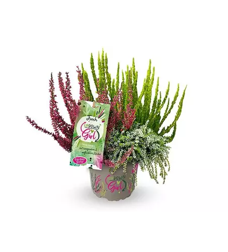 Calluna vulgaris Gardengirls® Up Down Girls® Fresh