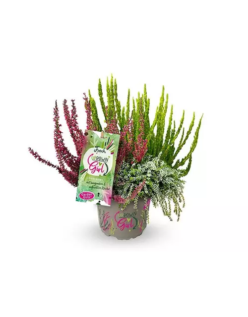 Calluna vulgaris Gardengirls® Up Down Girls® Fresh