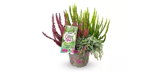 Calluna vulgaris Gardengirls® Up Down Girls® Fresh