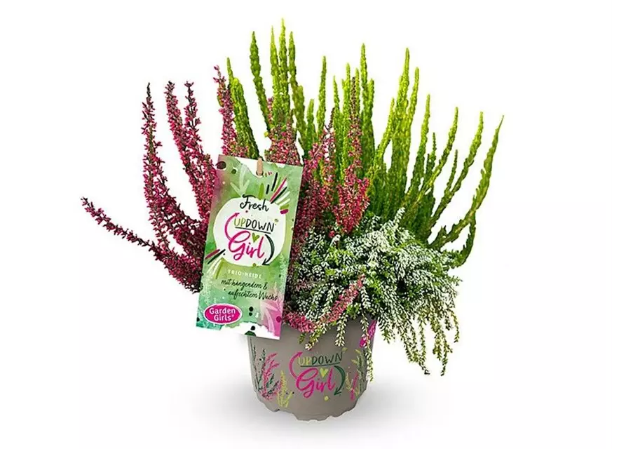 Calluna vulgaris Gardengirls® Up Down Girls® Fresh