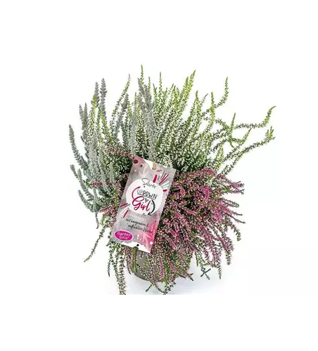 Calluna vulgaris Gardengirls® Up Down Girls® Silver