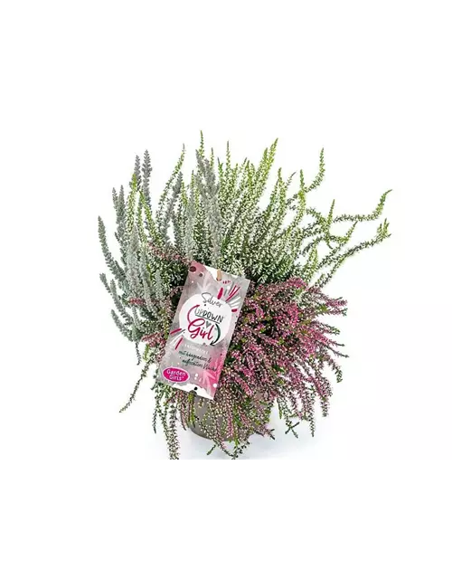 Calluna vulgaris Gardengirls® Up Down Girls® Silver