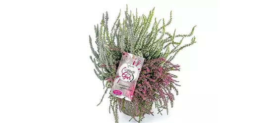 Calluna vulgaris Gardengirls® Up Down Girls® Silver