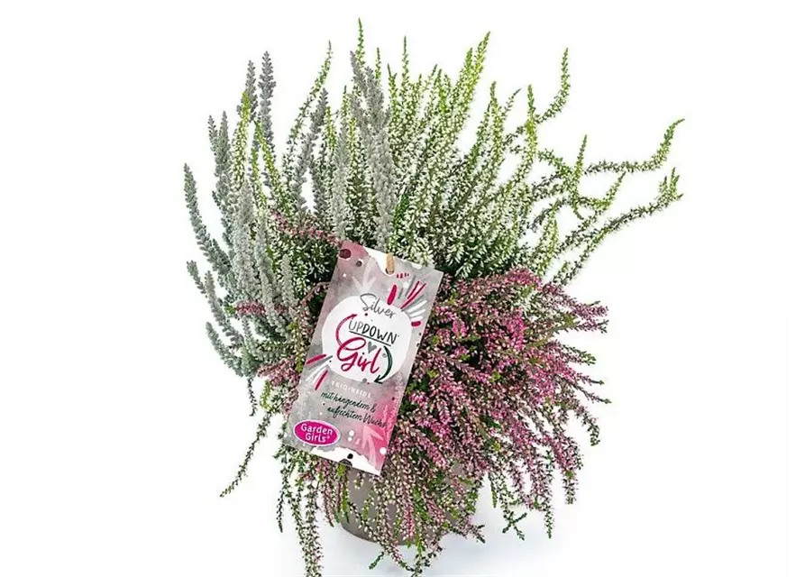 Calluna vulgaris Gardengirls® Up Down Girls® Silver