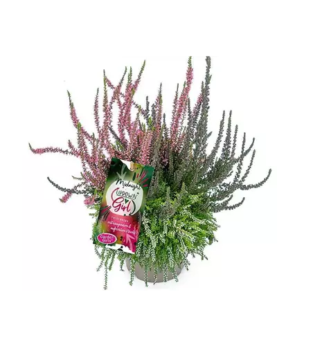 Calluna vulgaris Gardengirls® Up Down Girls® Midnight