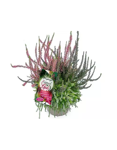 Calluna vulgaris Gardengirls® Up Down Girls® Midnight