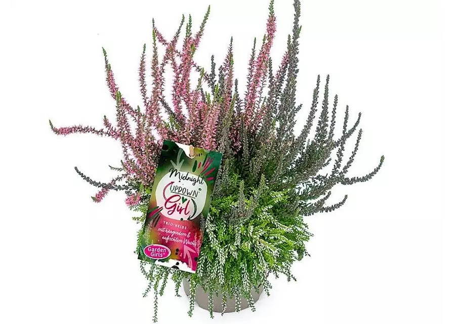 Calluna vulgaris Gardengirls® Up Down Girls® Midnight