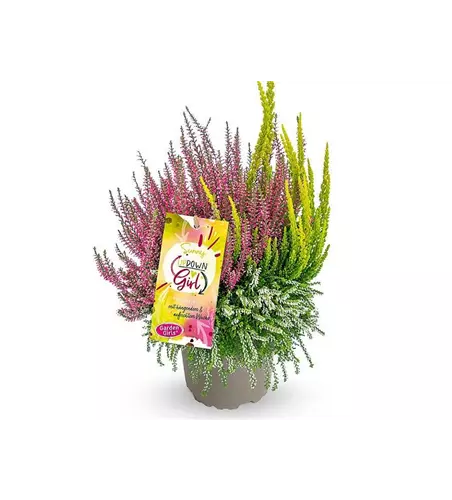 Calluna vulgaris Gardengirls® Up Down Girls® Sunny