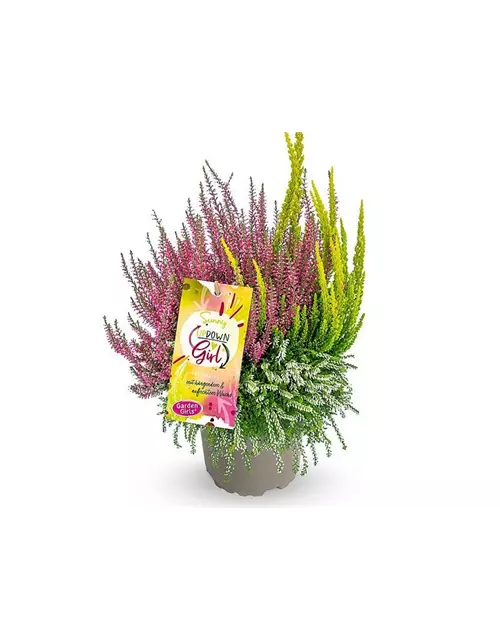 Calluna vulgaris Gardengirls® Up Down Girls® Sunny