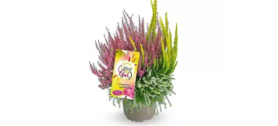 Calluna vulgaris Gardengirls® Up Down Girls® Sunny