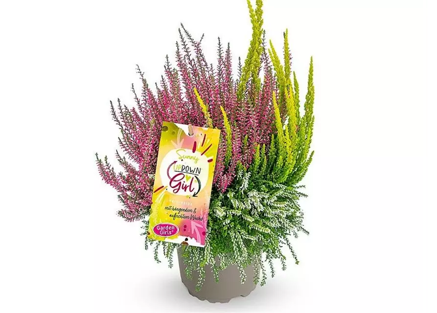 Calluna vulgaris Gardengirls® Up Down Girls® Sunny