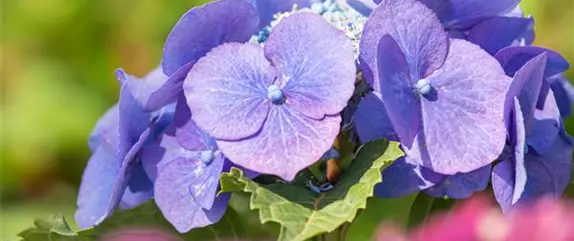 Beliebte mediterrane Pflanzen für Balkon und Garten