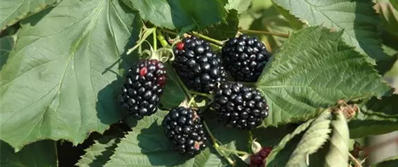 Im Frühjahr Brombeeren pflanzen für eine erfolgreiche Ernte