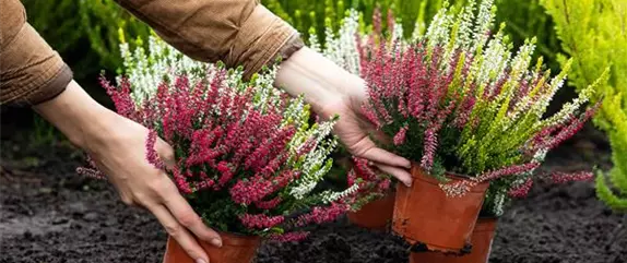 Kunterbunter Herbst mit Herbstblumen